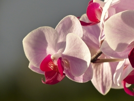 蝴蝶兰鲜花