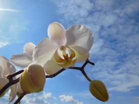 美丽的蝴蝶兰鲜花