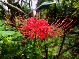 曼陀罗花
