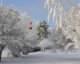 雪压树枝图片