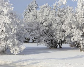 雪压树枝图片