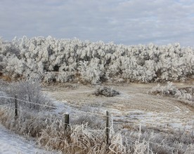 雪压树枝图片