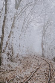 雪压树枝图片
