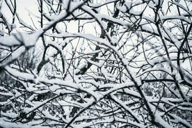 雪压树枝图片