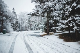 雪压树枝图片