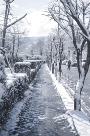 雪压树枝图片