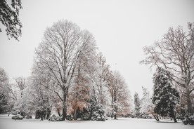 雪压树枝图片