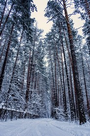 雪压树枝图片