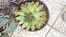 多肉 植物 多肉植物 盆栽 绿