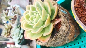 多肉 植物 多肉植物 盆栽 绿