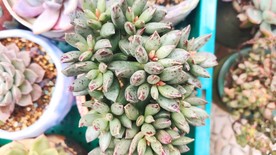 多肉 植物 多肉植物 盆栽 绿