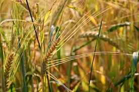 成熟的麦穗摄影美图