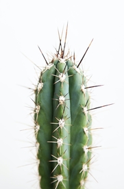 仙人掌 沙漠植物