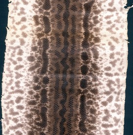 沙蛇扫描件蛇纹沙蛇纹