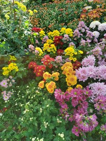 菊花展