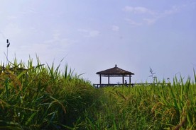 南方的水稻田地