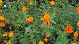 橘黄色的花花，小黄花