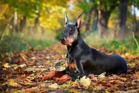 杜宾犬