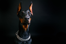 杜宾犬