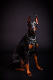 杜宾犬