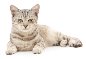 小猫