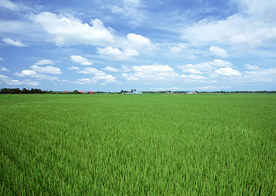田园麦田