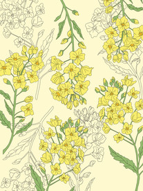 手绘油菜花素材背景海报