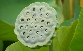 莲蓬