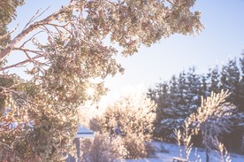 雪中树木