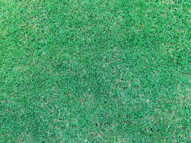 草坪 草皮 绿植 球场草皮