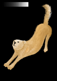 动物狗