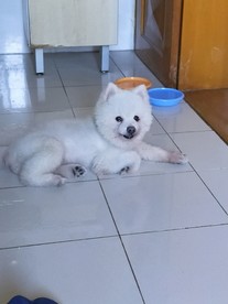 宠物狗狗