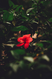 木莲