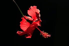 木莲