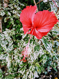 木莲