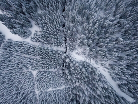 雪树林
