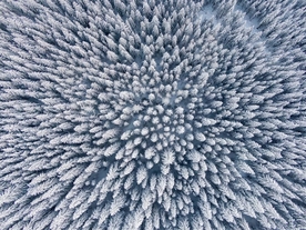 雪树林