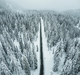 雪树林