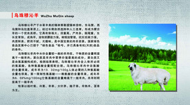 乌珠穆沁羊