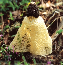 火锅菌类配菜