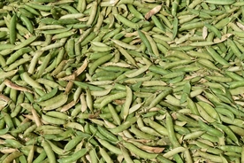 青豌豆