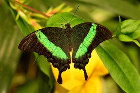 绿带翠凤蝶