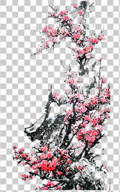 透明底梅花