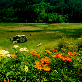 风景油画