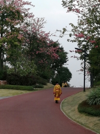 开着鲜花的道路