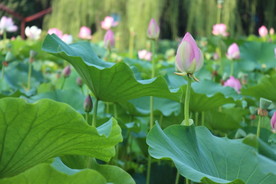 夏日荷花