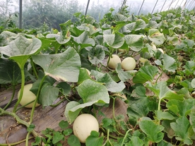 香瓜蜜瓜甜瓜