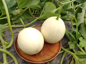 香瓜蜜瓜甜瓜