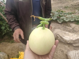 香瓜蜜瓜甜瓜