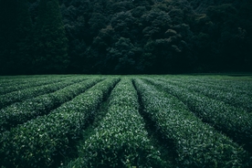 茶林